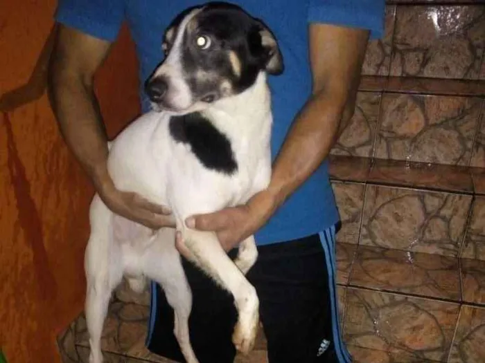 Cachorro ra a Virá lata idade 1 ano nome Totó