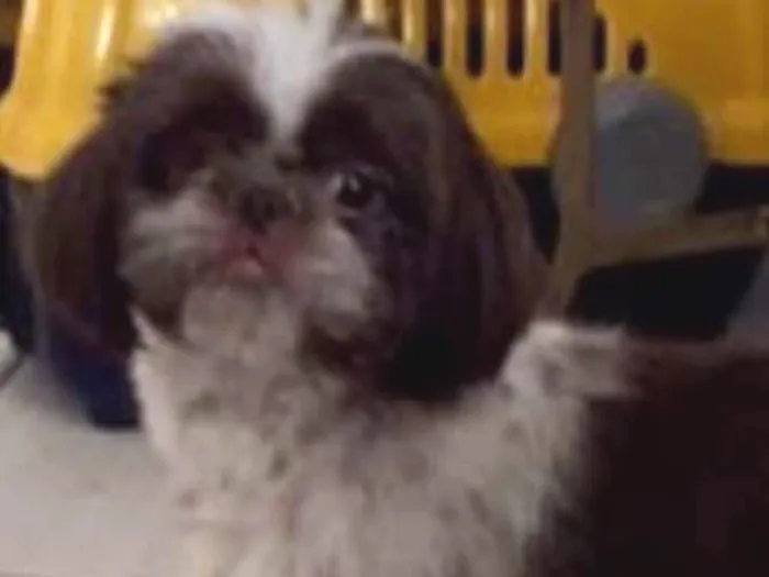 Cachorro ra a Shitzu idade 3 anos nome Toddy