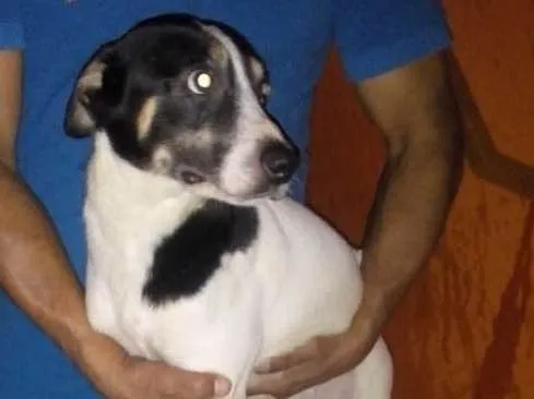 Cachorro ra a Virá lata idade 1 ano nome Totó