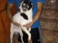 Totó