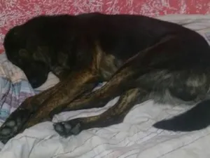 Cachorro raça Indefinida idade 4 anos nome Lobo