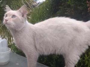 Gato raça srd idade 2 anos nome Lipe