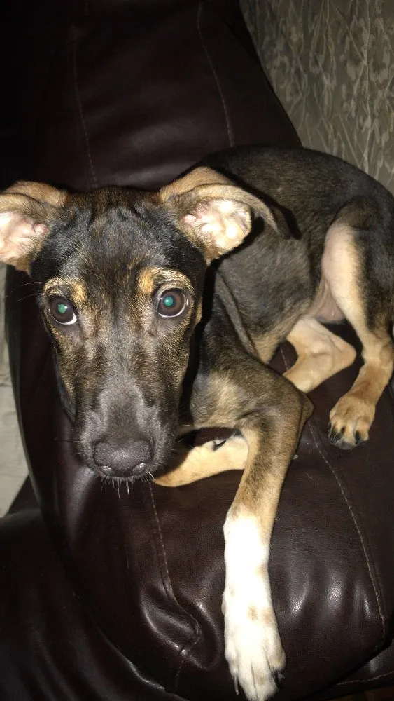 Cachorro ra a Indefinida idade 7 a 11 meses nome Cacau