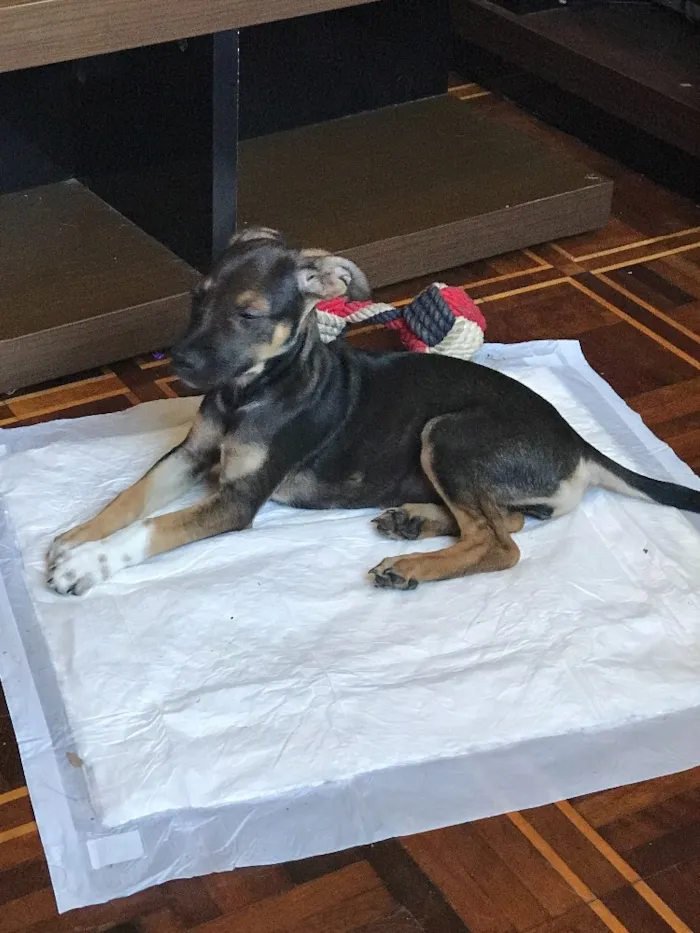 Cachorro ra a Indefinida idade 7 a 11 meses nome Cacau