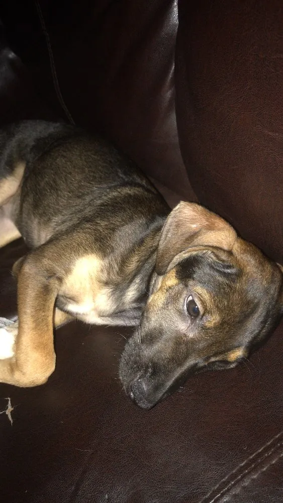 Cachorro ra a Indefinida idade 7 a 11 meses nome Cacau