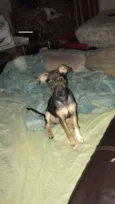 Cacau