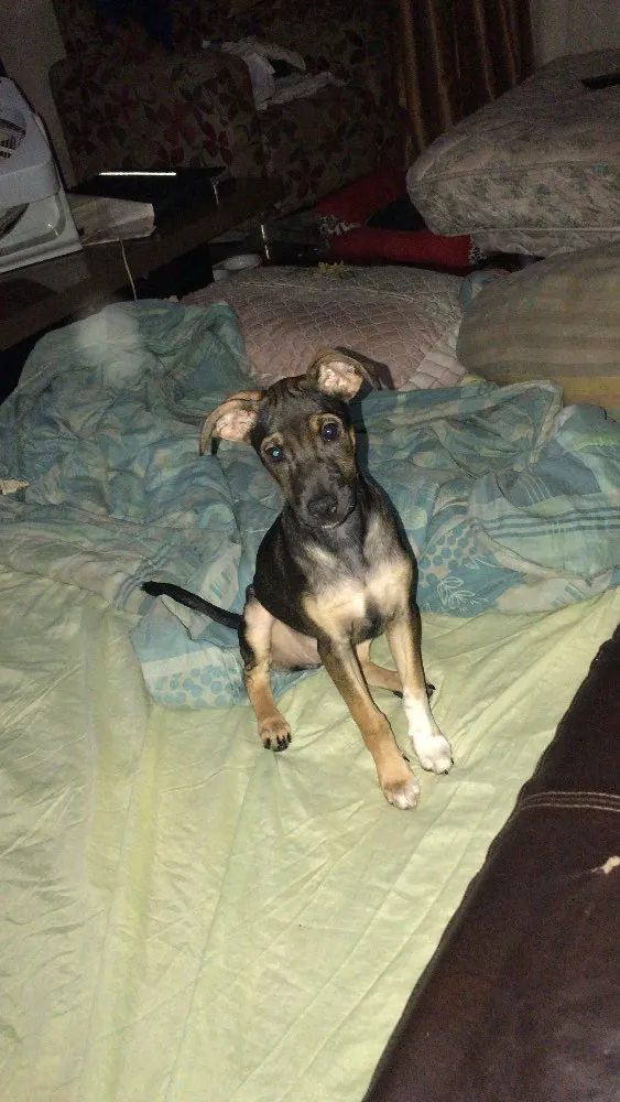 Cachorro ra a Indefinida idade 7 a 11 meses nome Cacau