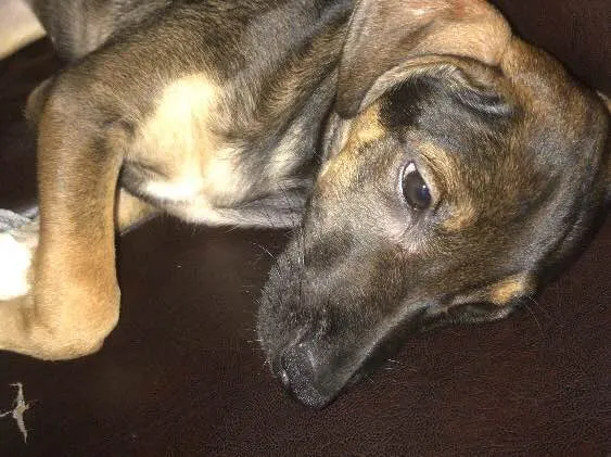Cachorro ra a Indefinida idade 7 a 11 meses nome Cacau