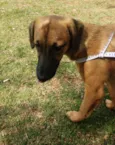 Cachorro raça Viralata idade 2 a 6 meses nome Luna