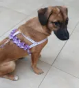 Cachorro raça Viralata idade 2 a 6 meses nome Luna