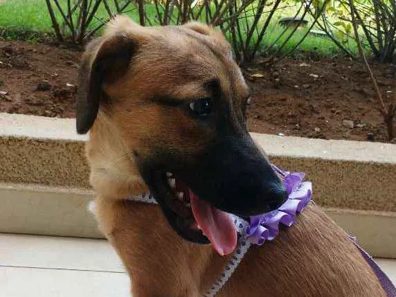 Cachorro raça Viralata idade 2 a 6 meses nome Luna