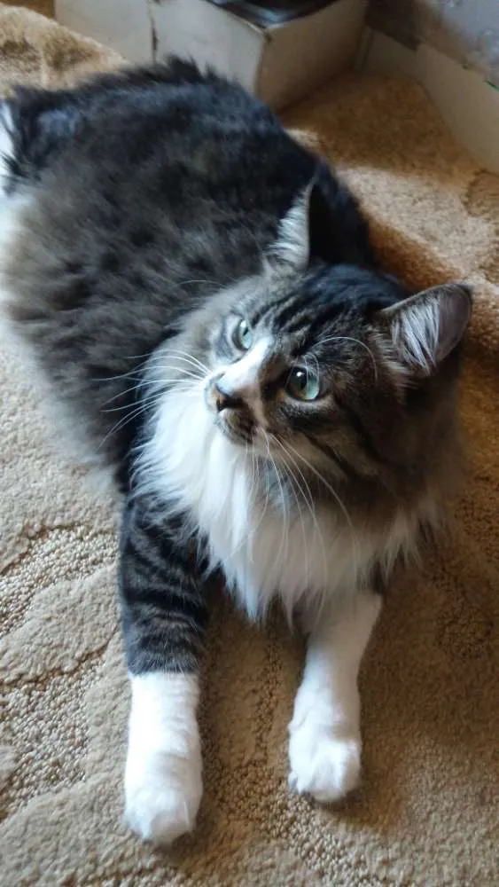 Gato ra a Angorá idade 6 ou mais anos nome Tom