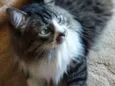 Tom