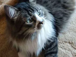 Gato raça Angorá idade 6 ou mais anos nome Tom