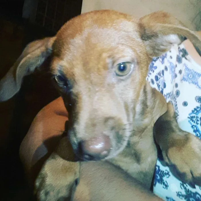Cachorro ra a Srd idade 2 a 6 meses nome chamamos de Gigi 