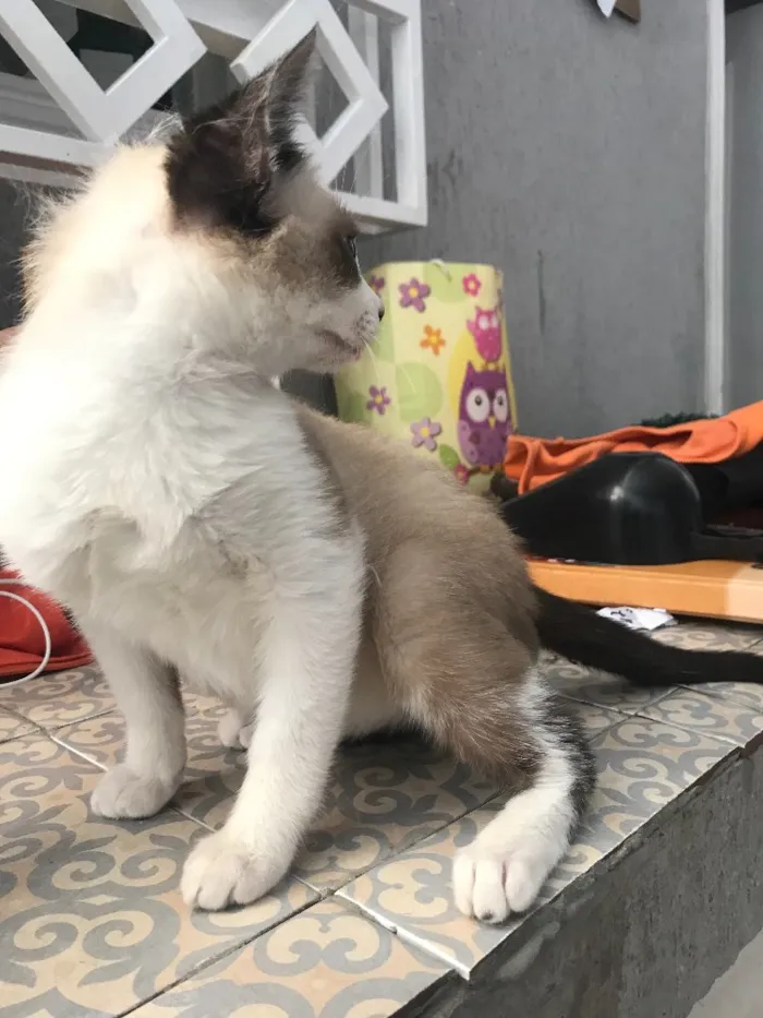Gato ra a  idade 2 a 6 meses nome Nick 