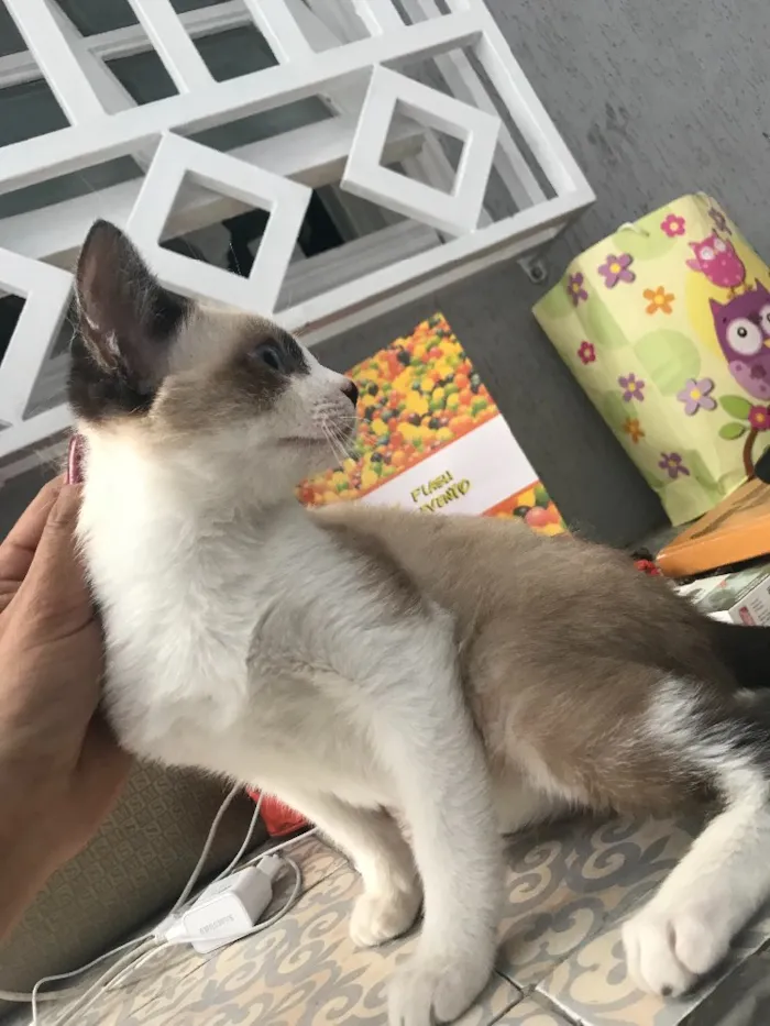 Gato ra a  idade 2 a 6 meses nome Nick 