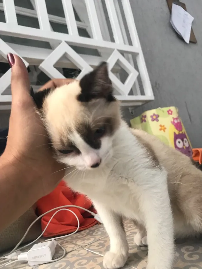 Gato ra a  idade 2 a 6 meses nome Nick 
