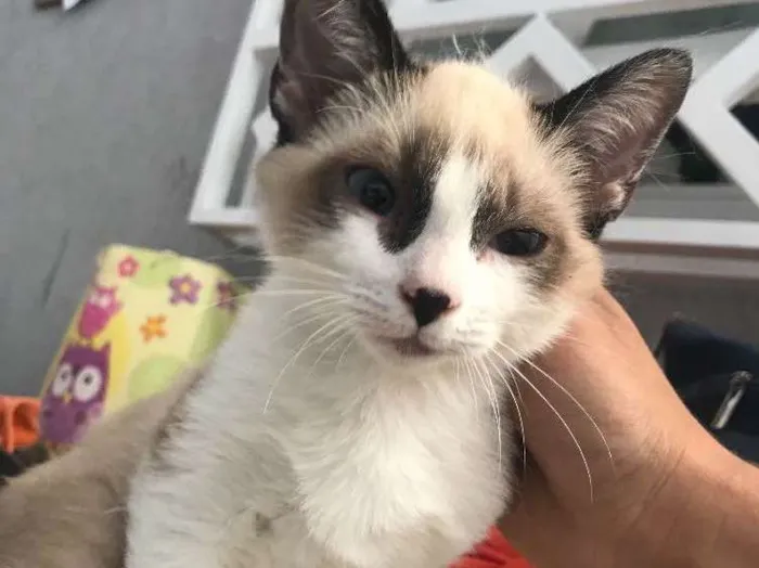 Gato ra a  idade 2 a 6 meses nome Nick 