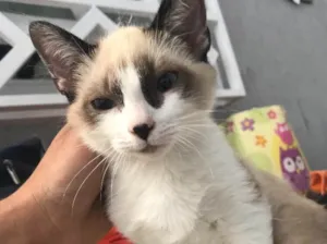 Gato raça  idade 2 a 6 meses nome Nick 