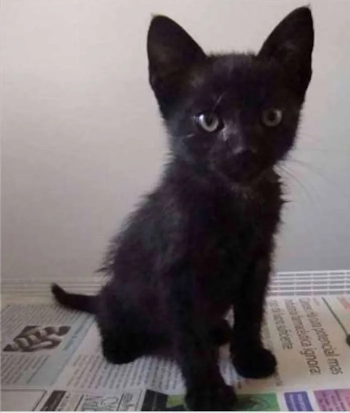 Gato ra a  idade Abaixo de 2 meses nome Horácio 
