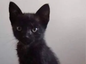 Gato raça  idade Abaixo de 2 meses nome Horácio 
