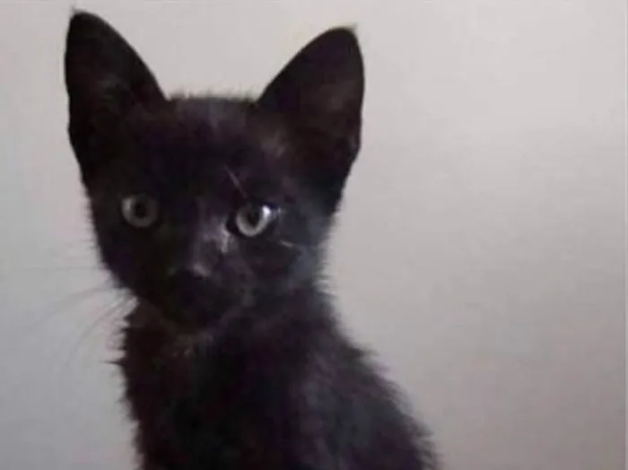 Gato ra a  idade Abaixo de 2 meses nome Horácio 