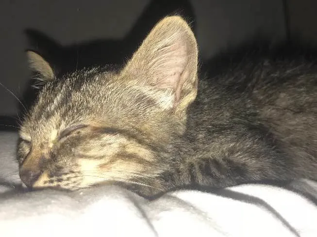 Gato ra a  idade 7 a 11 meses nome Anita 
