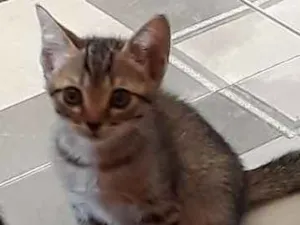 Gato raça Vira lata idade Abaixo de 2 meses nome Sem nome