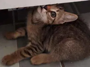 Gato raça Vira lata idade Abaixo de 2 meses nome Sem nome