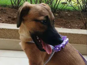 Cachorro raça Viralata idade 2 a 6 meses nome Luna
