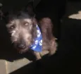Tom
