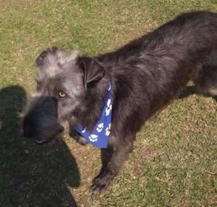 Cachorro ra a srd idade  nome Tom