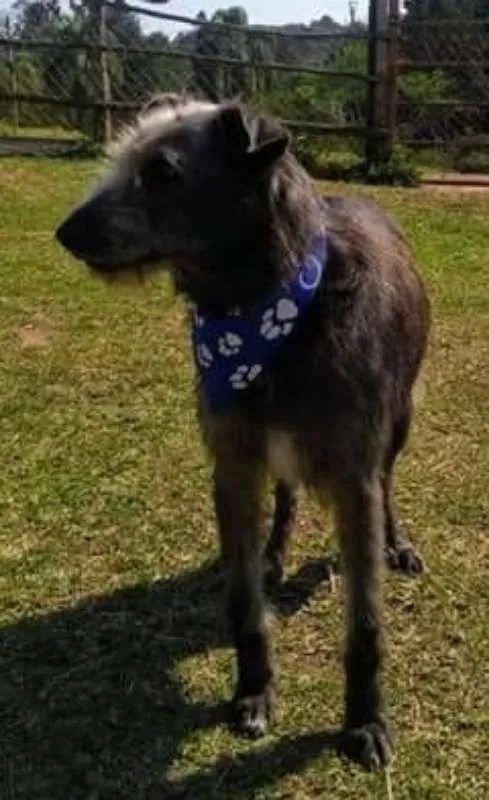 Cachorro ra a srd idade  nome Tom