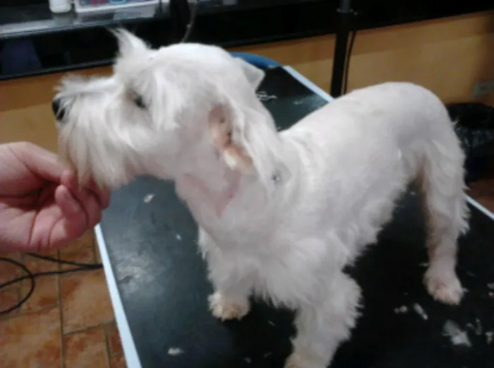 Cachorro ra a Vira lata com shitzu idade 2 a 6 meses nome Bolt