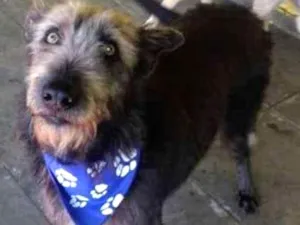 Cachorro raça srd idade  nome Tom