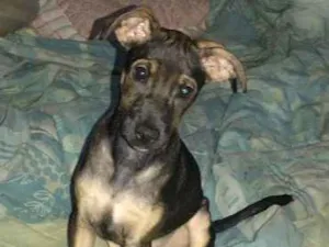 Cachorro raça Indefinida idade 7 a 11 meses nome Cacau