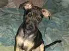 Cachorro raça Indefinida idade 7 a 11 meses nome Cacau