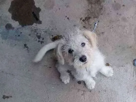 Cachorro ra a Vira lata  idade 2 a 6 meses nome Bolt