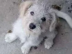 Cachorro raça Vira lata  idade 2 a 6 meses nome Bolt