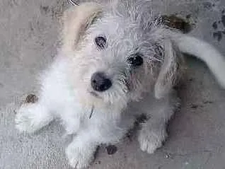 Cachorro ra a Vira lata  idade 2 a 6 meses nome Bolt