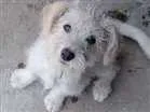 Cachorro raça Vira lata  idade 2 a 6 meses nome Bolt