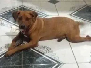 Cachorro raça rsd  idade 7 a 11 meses nome wyny