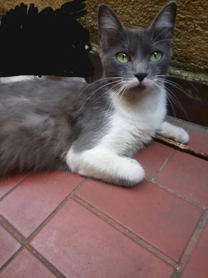 Gato ra a Nao definida idade 1 ano nome Marie