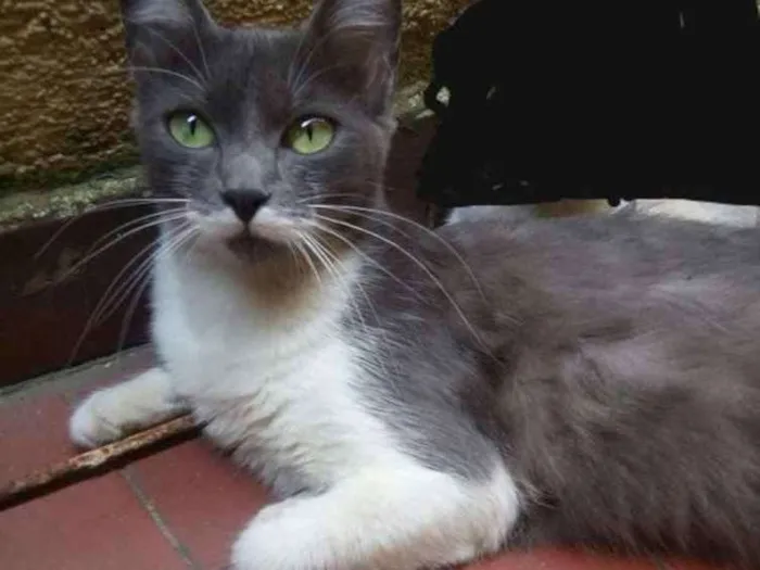 Gato ra a Nao definida idade 1 ano nome Marie