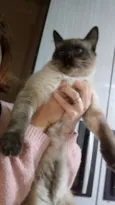 Bolota