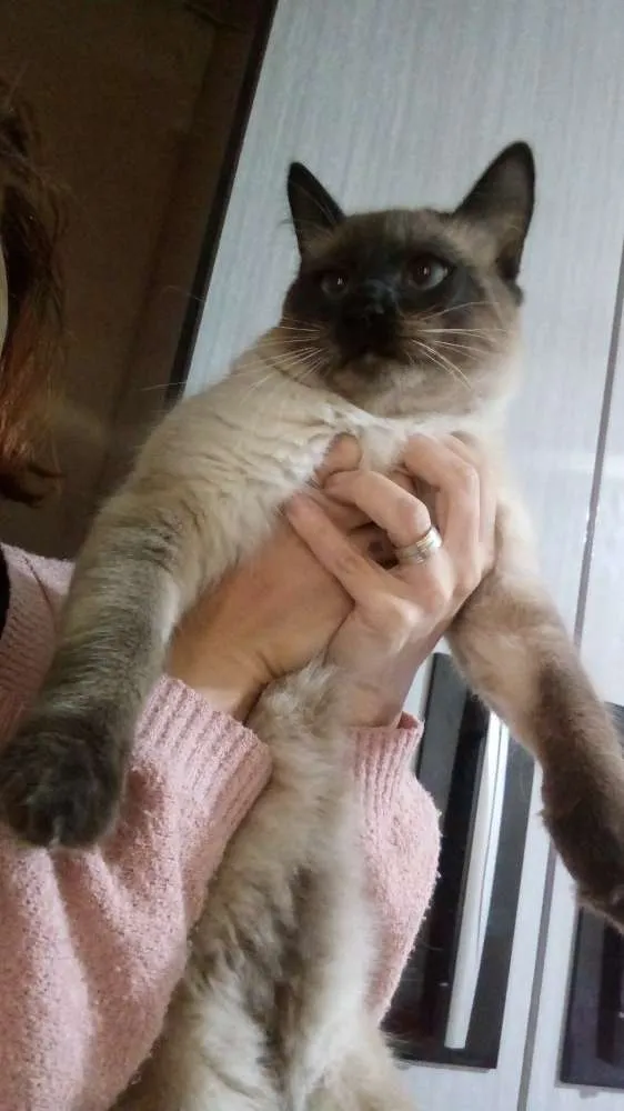 Gato ra a Siamês  idade 7 a 11 meses nome Bolota