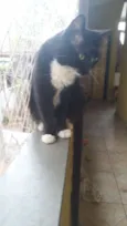 Gato raça Srd idade 1 ano nome Enzo