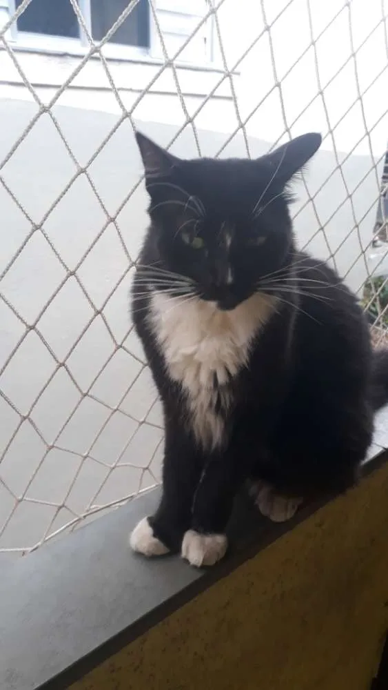 Gato raça Srd idade 1 ano nome Enzo