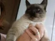 Bolota